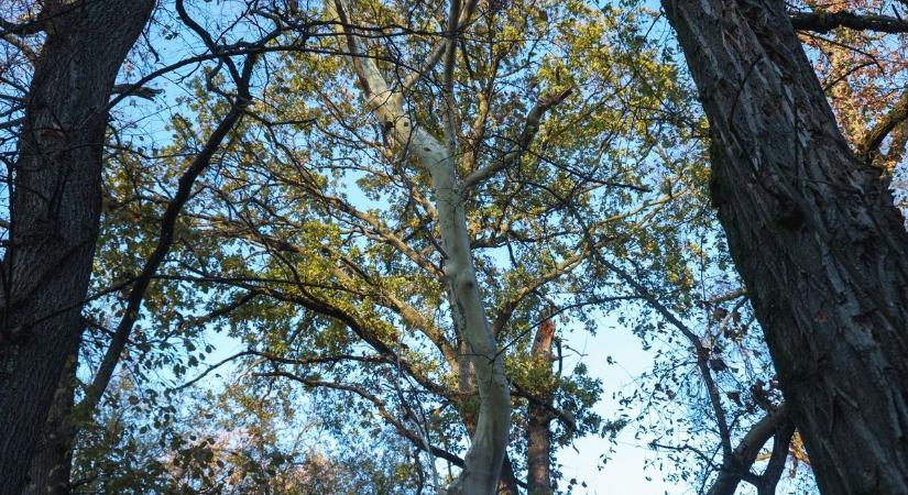 Natura 2000: kompenzációs támogatáshoz jutnak az Agrárminisztériumtól a gazdálkodók