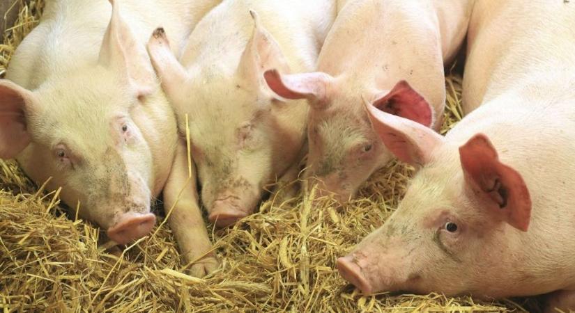 Megsegíti az állam a ragadós száj- és körömfájás miatt az ólakban ragadt túlsúlyos disznók hizlalóit
