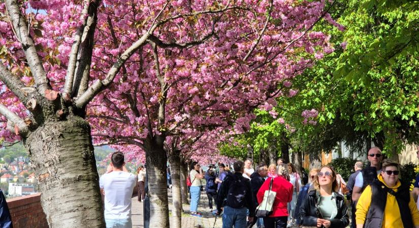 Ein Stück Japan in Budapest?