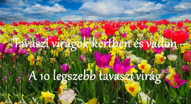 Tavaszi virágok kertben és vadon – A 10 legszebb tavaszi virág