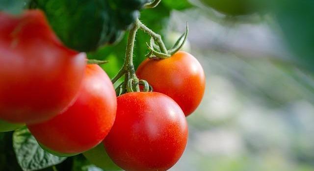 Új tájfajta paradicsom került a Lidl polcaira – a Herencsényi palánták a biodiverzitásért