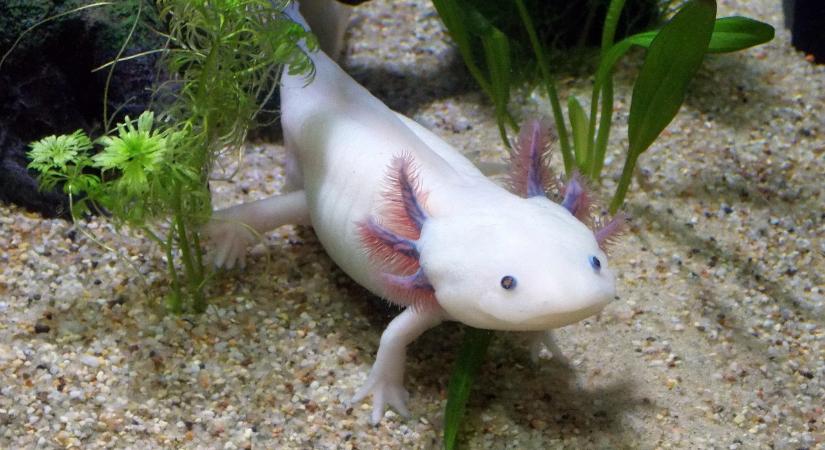 Kedves kis szörnyecskét otthonra: extrém kétéltű az axolotl