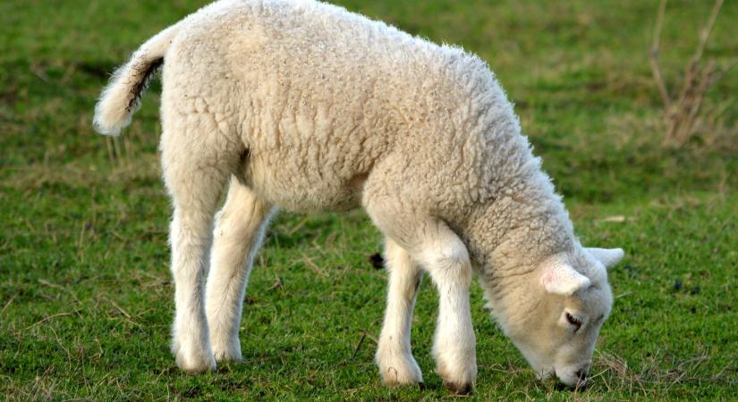 Heti hírösszefoglaló – Emelkedő bárányárak az EU-ban a 16. héten