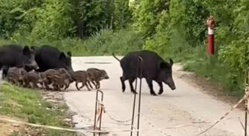 Videón, ahogy vaddisznók vonulnak Balatonalmádi egyik utcájában