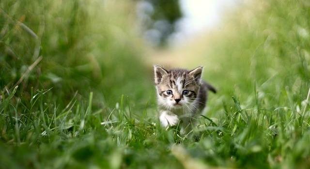 Natura 2000 gyepterületen gazdálkodók számára nyújt támogatást az Agrárminisztérium