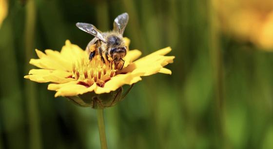 Elpusztult a hazai méhállomány fele a télen