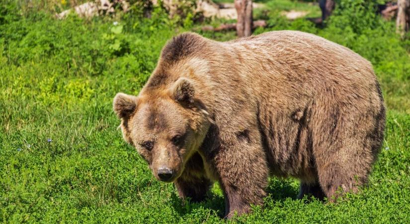 Medve elől menekülve fulladt tóba egy 18 éves lány Hargita megyében