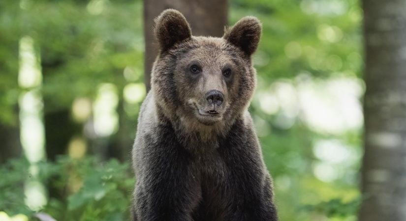 Tragédia! Belefulladt a szépvízi víztározóba egy 18 éves lány, miközben egy medve elől menekült