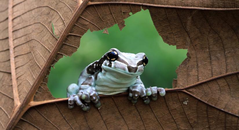 Amazóniai tejbéka nevelkedik a debreceni állatkertben