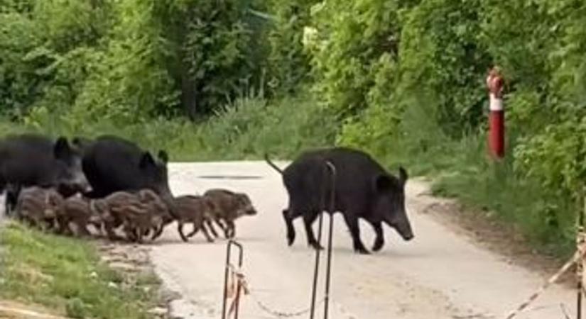 Népes vaddisznócsalád masírozott végig a balatoni város utcáján - egyszerre cuki és ijesztő ez a videó!