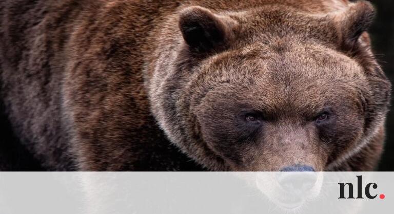Rettenetes halált halt egy medve elől menekülő lány Erdélyben