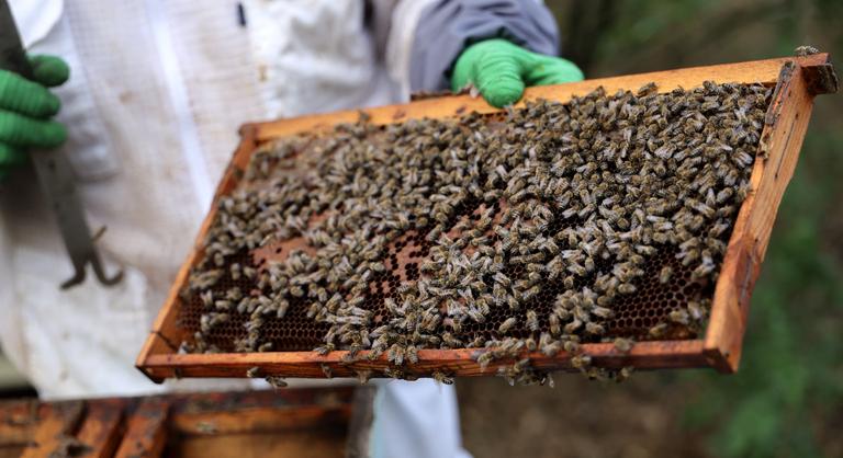 A magyar méhállomány fele elpusztult a télen