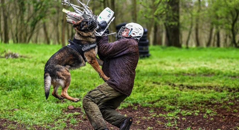 „Mind harcosok vagyunk” – járőrkutyák kiképzésen