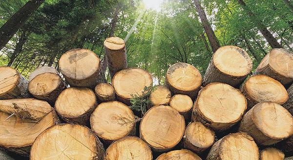 Energiaerdő a kertben: tüzelőanyag termesztés szinte ingyen