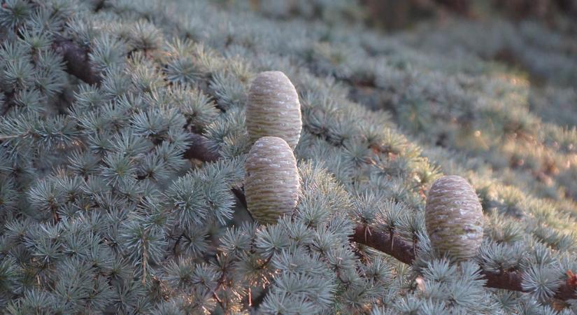 Atlasz cédrus – a fenséges örökzöld, ami minden kertnek karaktert ad