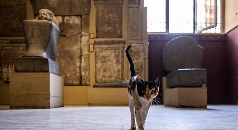 Ókori egyiptomi rítusokhoz lehet köthető a macskák háziasítása