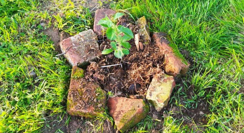 Költő és meseíró gyümölcsfáiból került ebbe a somogyi oviba