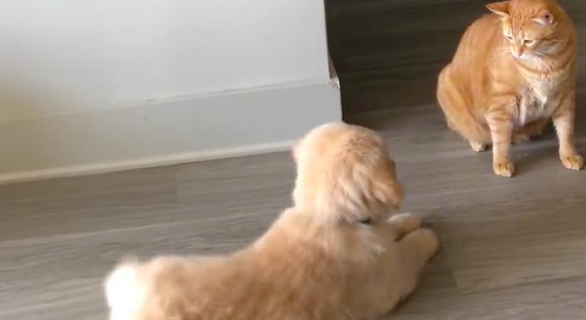 Nem jön ki egymással a golden retriever kölyök és a macska: amit a gazda ezután lát, szíveket olvaszt meg - Videó