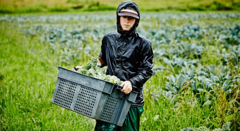 Felmentést szeretnének a kötelező minimálbér alól a kertészek