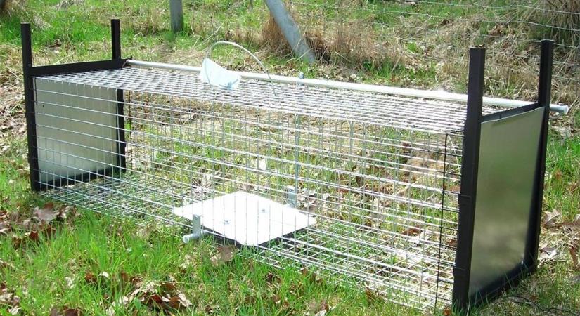 Hibrid ragadozót fogott a vadcsapda Borsodban, egészen a lakóövezetig merészkedett