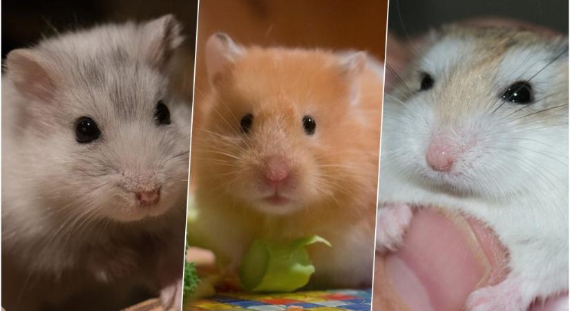Hörcsögök csatája: szíriai, törpe és roborovszki – melyik a legjobb társ kisgyerek mellé?