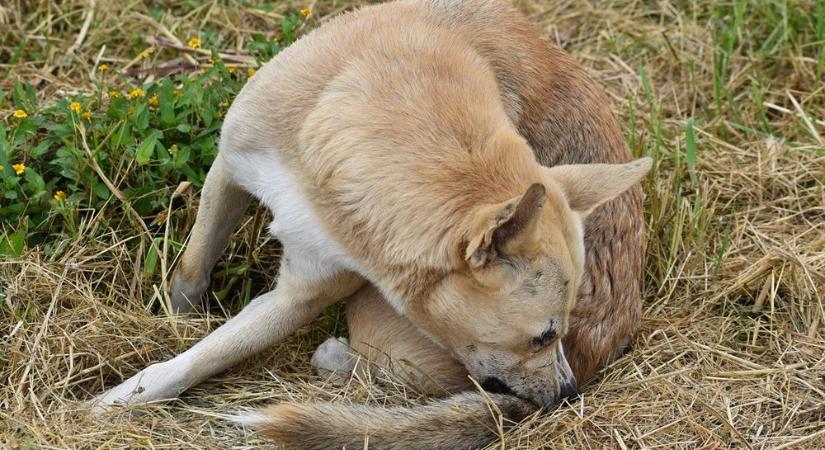Bolhák, kullancsok és a láthatatlan veszélyek – Hogyan védd meg kutyádat?