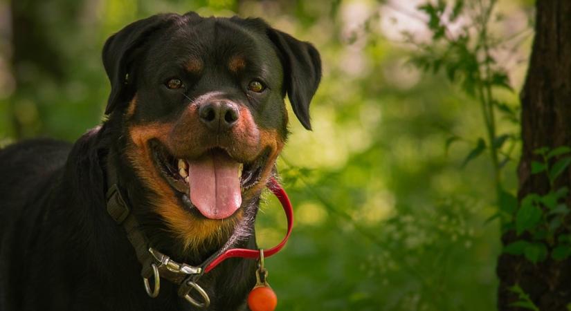 A rottweiler: izomba csomagolt szív, aki tudja, kire kell vigyázni