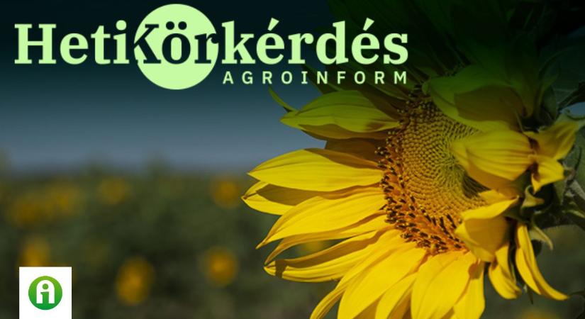 Mi a megoldás a kórokozó-dominancia változására napraforgóban? – Heti Körkérdés