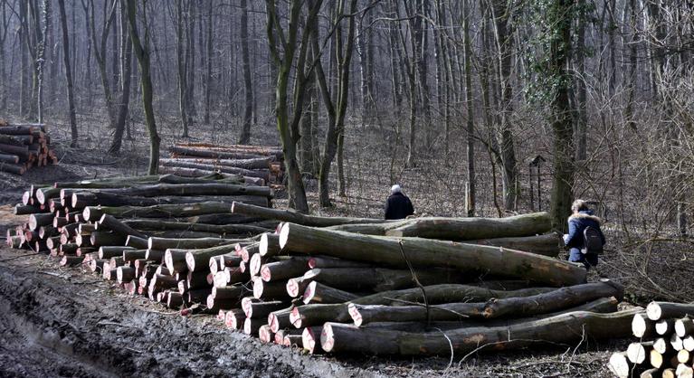 Tiltakoznak a természetvédő szervezetek, mert a kormány könnyítené a védett erdők kivágását