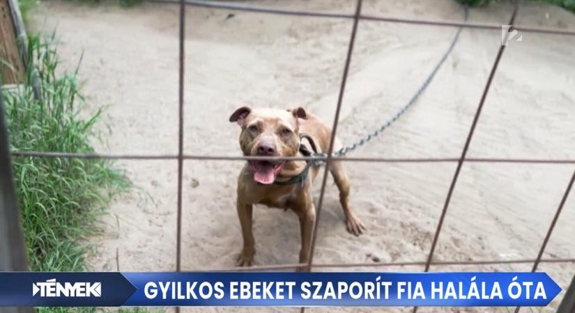 Az a férfi szaporított pitbullokat, aki elásta 2 éves fia holttestét