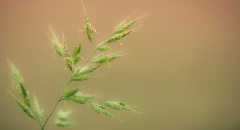 Allergiaszezon a láthatáron: Egyre rosszabb a helyzet