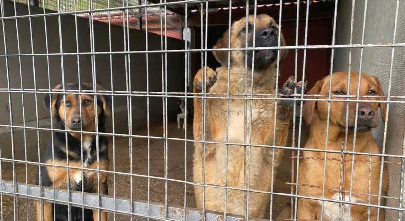 „A felelős állattartás a béka feneke alatt van” – súlyos döntést hozott a nyíregyházi alapítvány
