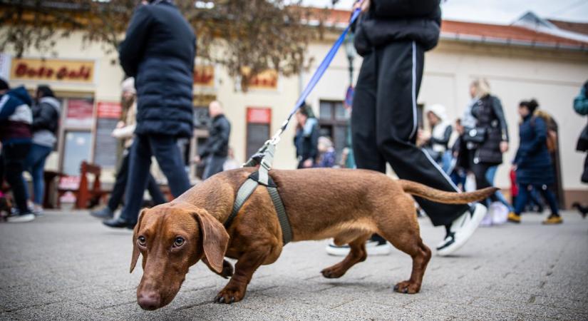 Sürgősségi lett a vége az érsekkerti kutyatámadásnak