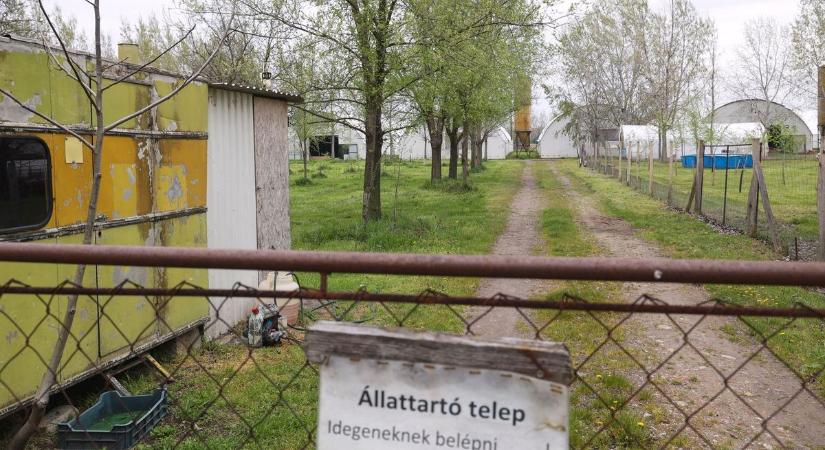 Madárinfluenza: a bordányi házaspár összes kacsáját leölték