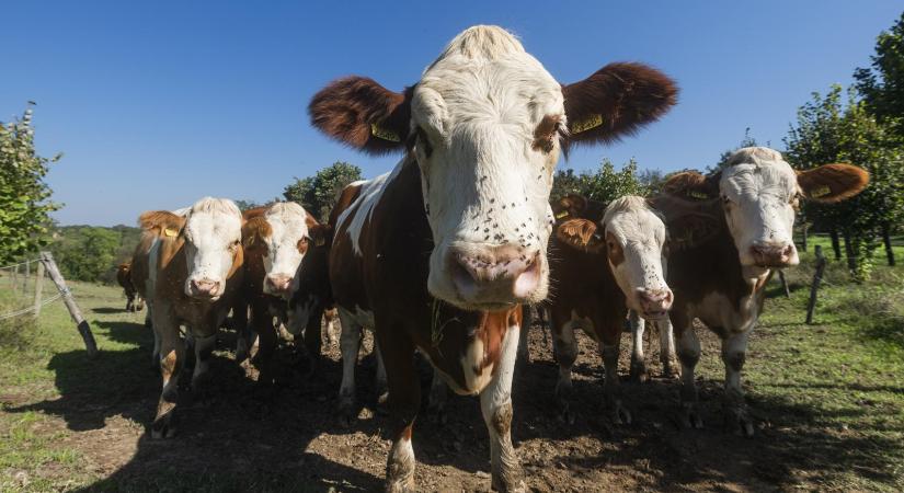 Már nem kell leölni a kéknyelv-betegségben szenvedő juhokat és marhákat