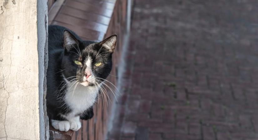 Ennél a macskánál jobb házőrzőt még nem láttál (videó)