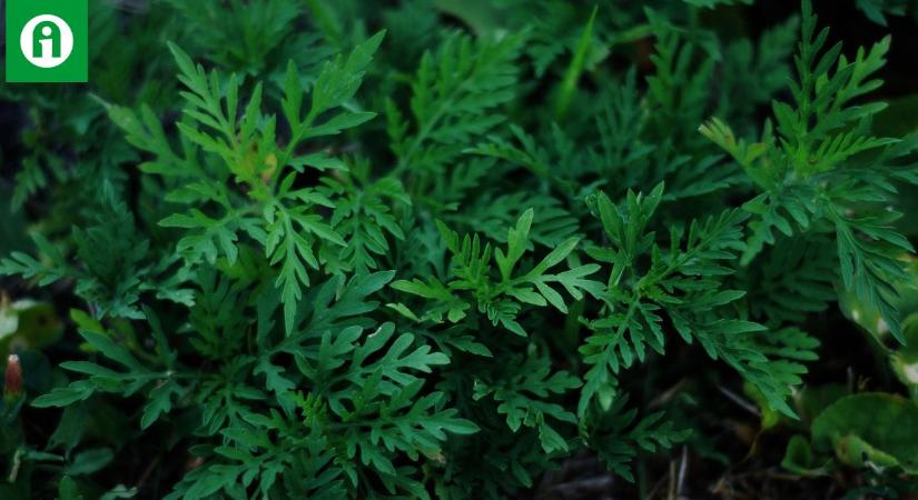 Glifozát, no-till, rezisztencia – új kihívások a parlagfű elleni harcban