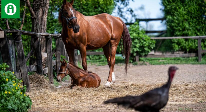 A napi cukiságfaktor kimaxolva: ezt a gyönyörű kiscsikót látnod kell!