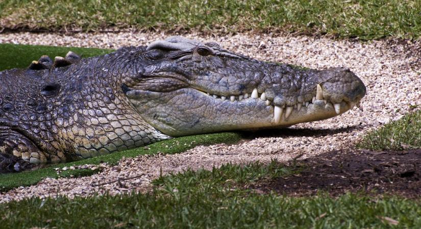 Szobornak nézte a krokodilt az ostoba turista – VIDEÓ