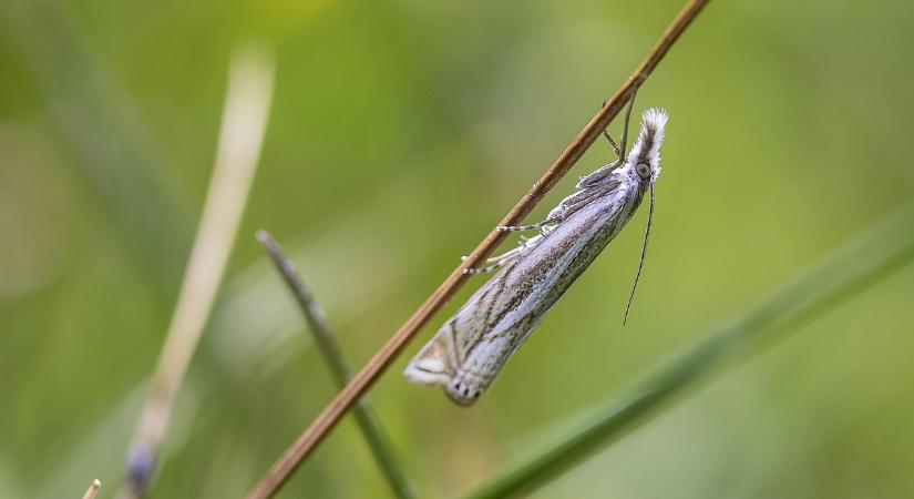 Ezek a legfrissebb csapdázási eredmények