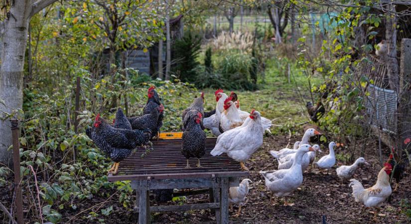 Lelepleződött a tyúktolvaj, különleges ragadozót fogott a vadcsapda