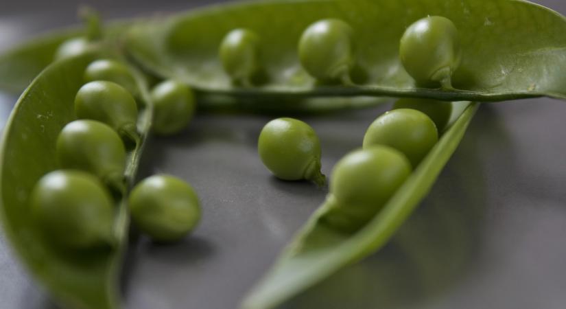 Kihívásokkal teli szezon előtt áll a magyar zöldborsótermesztés