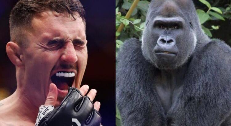 Megkérdezték az AI-t, hogy 100 Tom Aspinall nyerne-e 1 gorilla ellen - TDMG