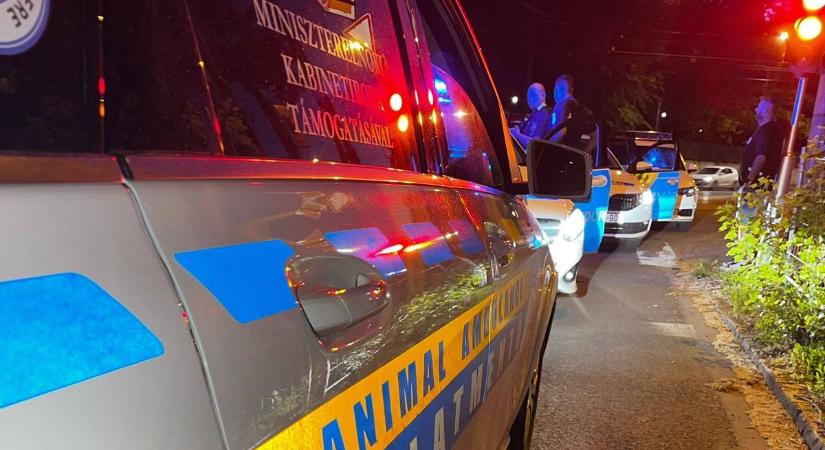 Gyomorforgató: pucéran fajtalankodott a kutyával, majd tombolt egy férfi Józsefvárosban