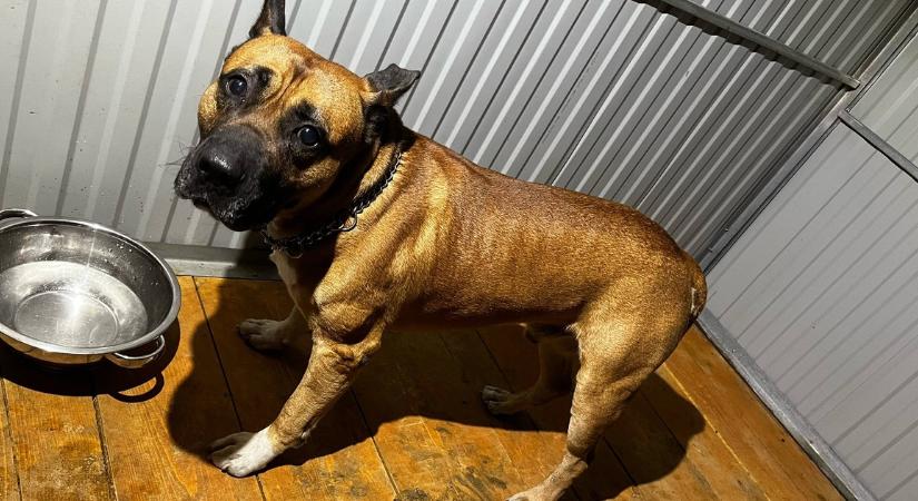 Gyomorforgató állatkínzás Józsefvárosban - kutyájával szexelt a meztelen gazdi