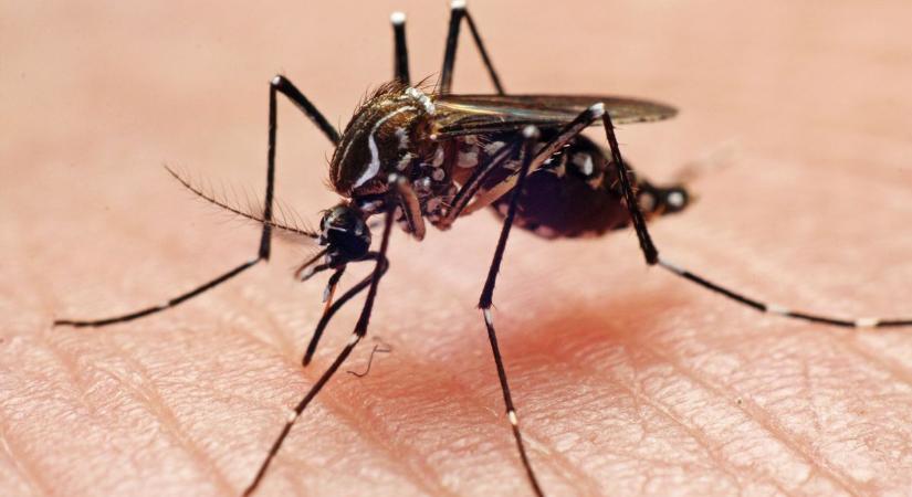 Újra itt a dengue láz: halált okozhat a szúnyogcsípés