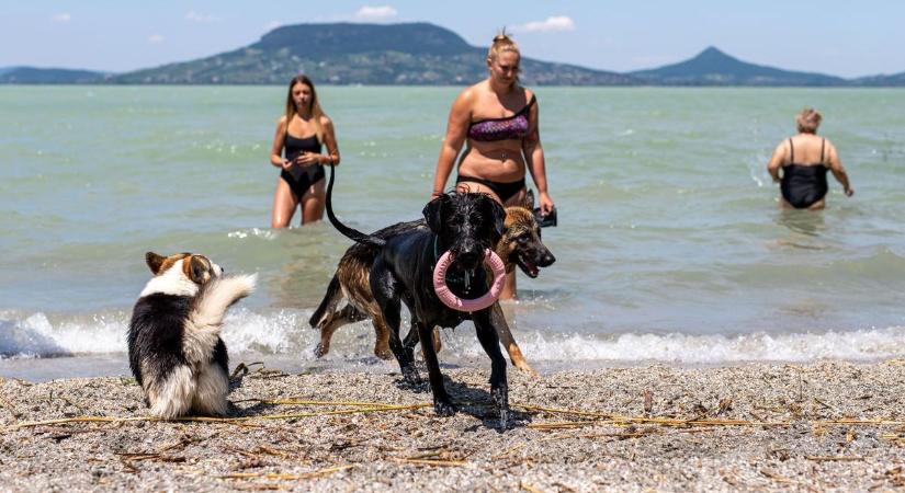 Zalában is lehet kutyákkal pancsolni