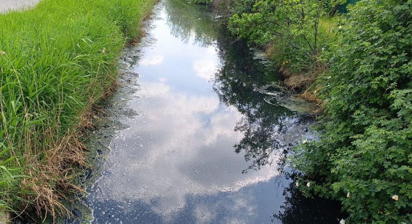 Elviselhetetlen bűz és burjánzó, rothadó növényzet keseríti meg a lakók életét