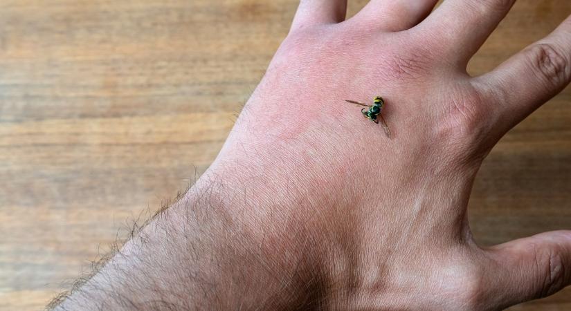 Súlyos rovarcsípés allergia tünetei - ilyenkor ne késlekedjen mentőt hívni