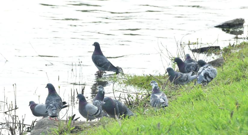 Lebuktatták a Szolnokon alkalmazott riasztó módszereket a galambok, ez volt a trükkjük